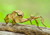 Spiny Leaf Insect