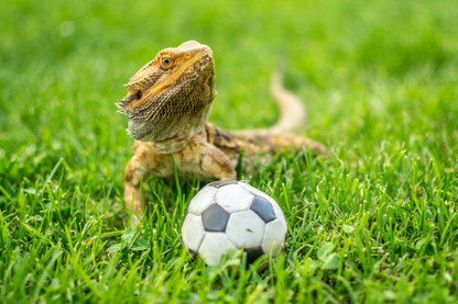 Do reptiles make good pets?