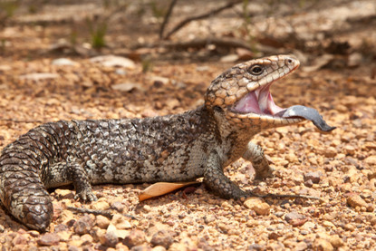Fast Five Facts - Shinglebacks