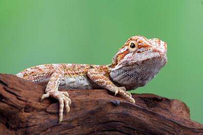 Beginners Guide to Owning - Bearded Dragons