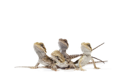 My first bearded dragon