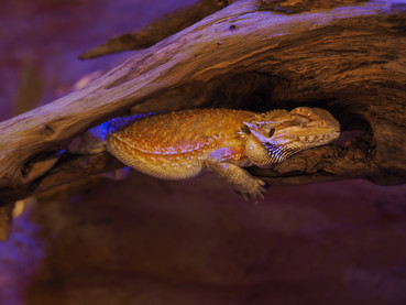 Winter Care for your Bearded Dragon