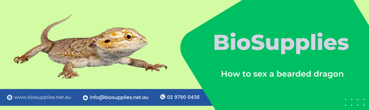 How to Determine the Sex of a Bearded Dragon: A Beginner's Guide