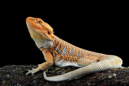 Beginner's Guide to Bearded Dragon Care: A Journey into Reptile Ownership