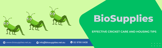 Effective Cricket Care and Housing Tips | BioSupplies