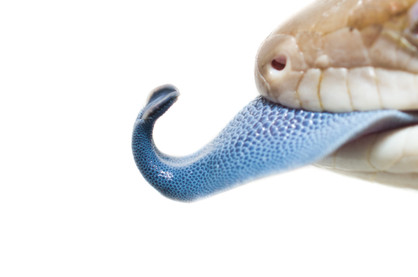 Blue Tongue Lizard Care Guide: Everything You Need to Know