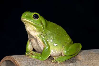 Beginners Guide to Owning - Green Tree Frogs