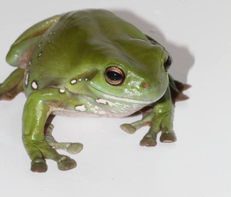 The best pet ever?