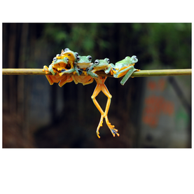 Understanding Frog Behaviour