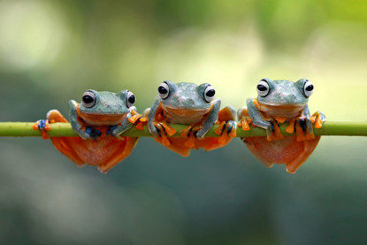 Fast Five Facts - Green Tree Frogs