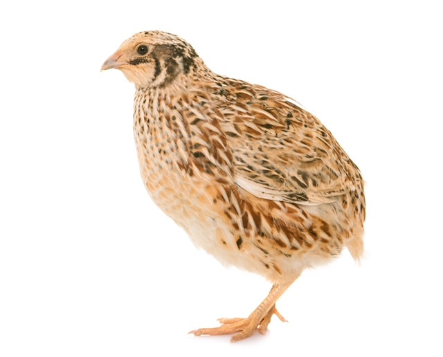Frozen Quail (Large Adult) 2pk 360g