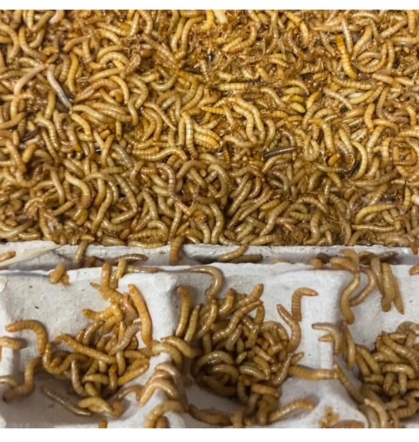 Mealworms -  regular 1kg