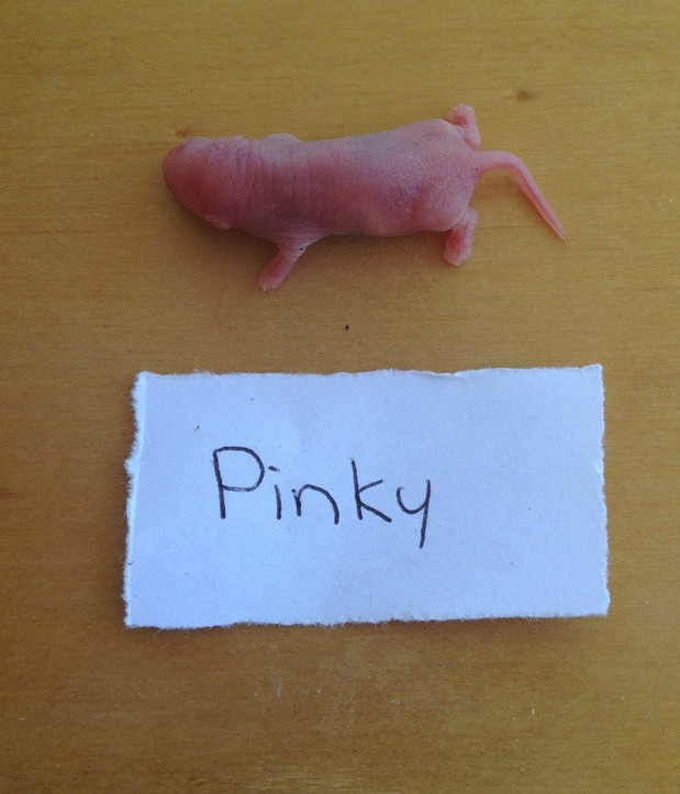 Pinky Mice 10 pack 30g