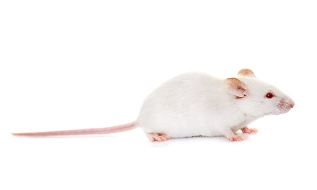 Frozen Adult Mice - 5 pack 100g/pk
