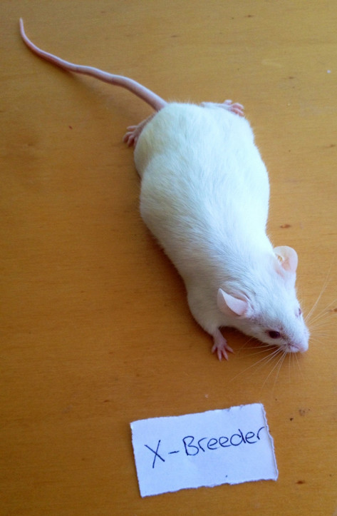 Frozen XL Mice - 5 pack 125g/pk