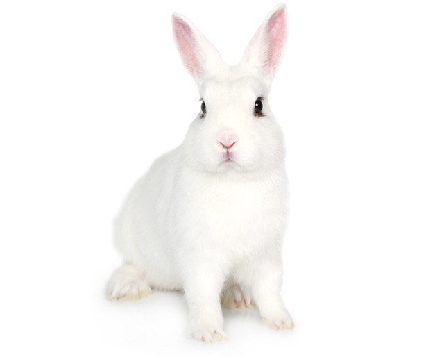 Frozen Rabbit 750grams