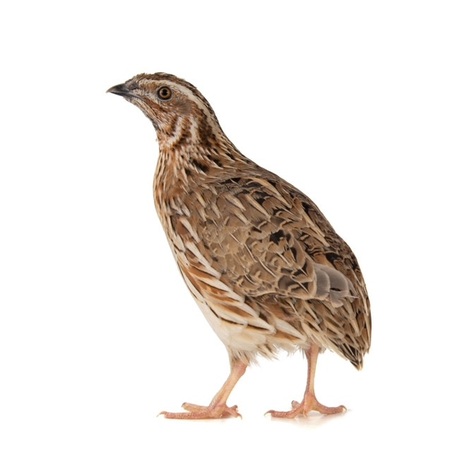 frozen quail snake food