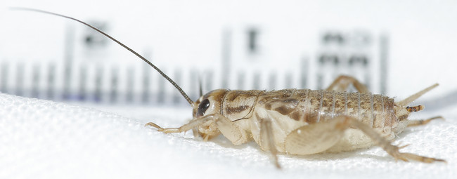 Classic Pack - 220 small crickets