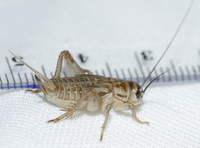 medium crickets