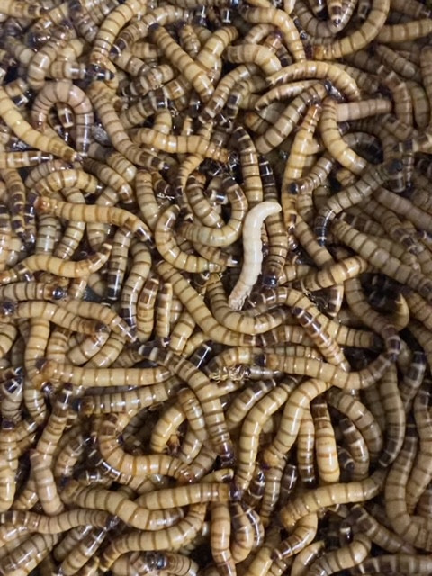 Superworms (Zophobas morio) 1kg