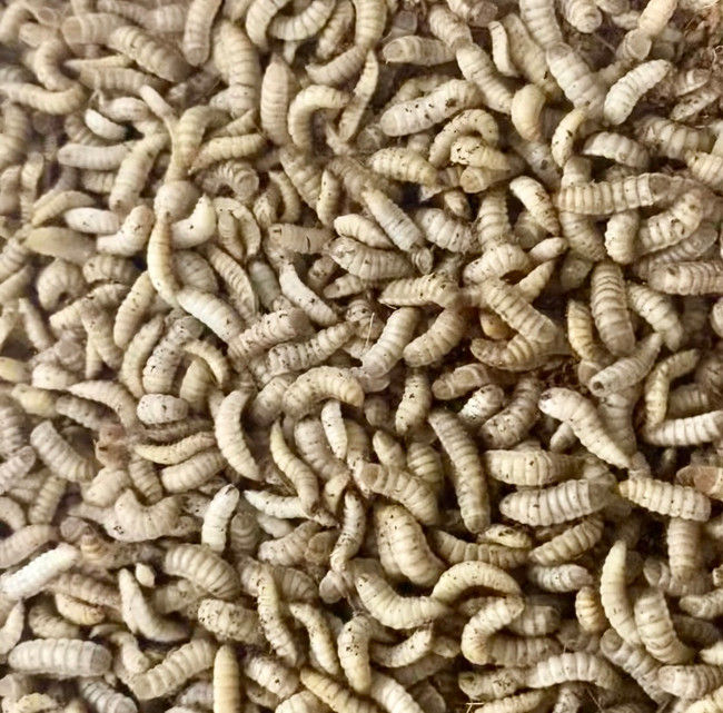 Black Soldier Fly Larvae 50gm