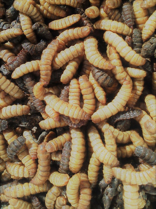 Black soldier fly larvae