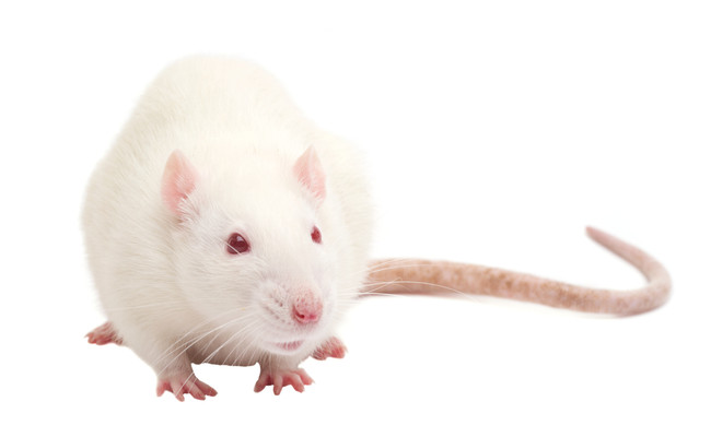 Frozen rats snake food