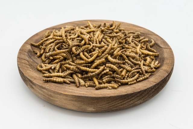 Dried Mealworms chicken food treat finch bird bearded dragon lizard turtle