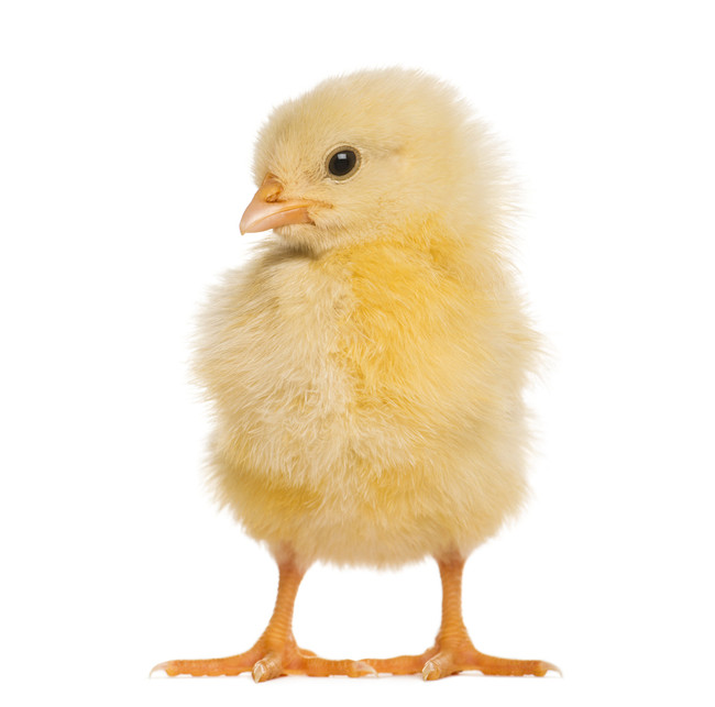 Frozen Chickens  5 pack - 50gm