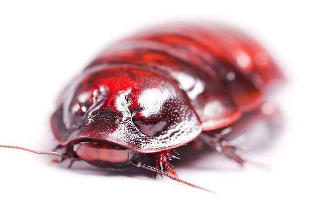 Giant Burrowing Cockroach - large