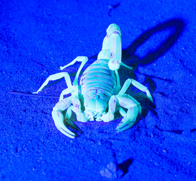 scorpion under black light