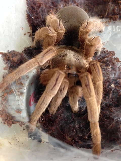 phlogius nunn Australian tarantula spider
