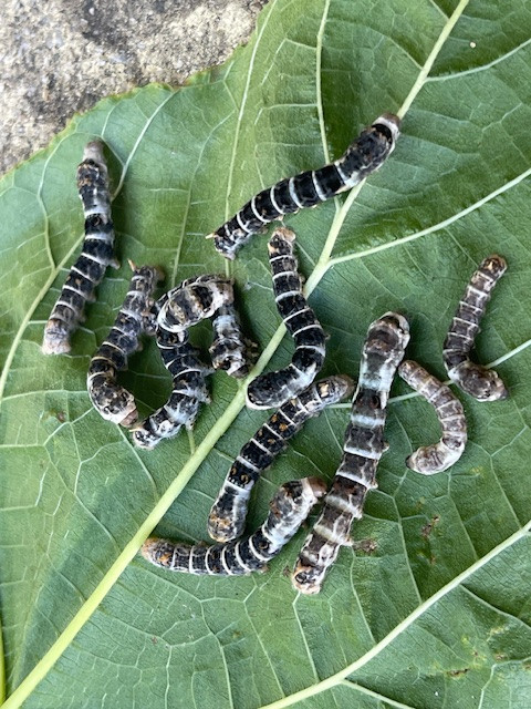 Silkworms - Black 12 pack