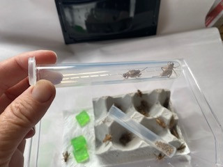 Cricket Chute