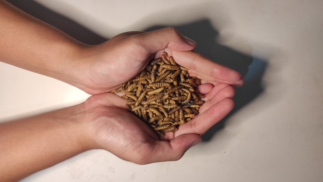 Dried Black Soldier Fly Larvae 250g