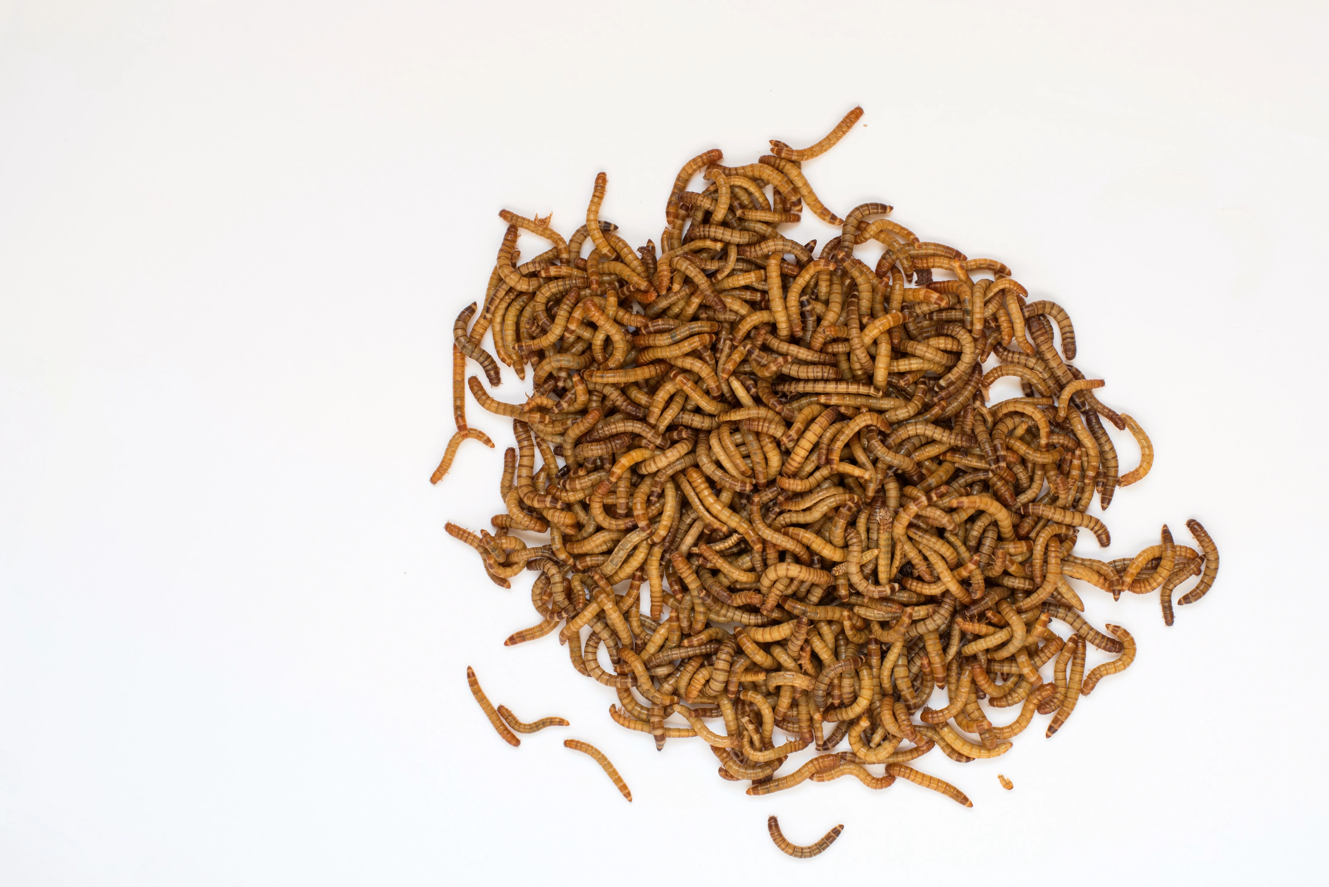 Mealworms image