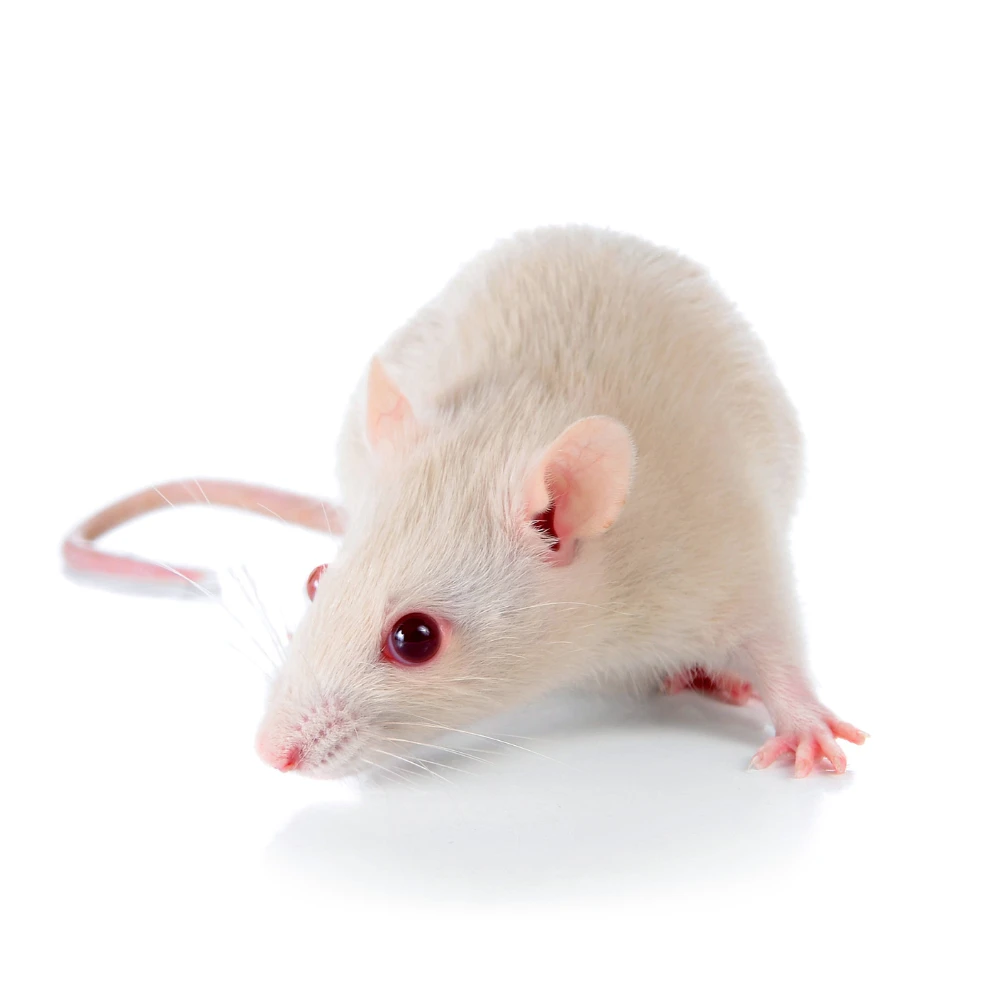 Mice image