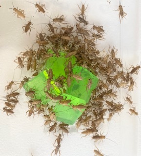 Crickets Small 0.63cm image