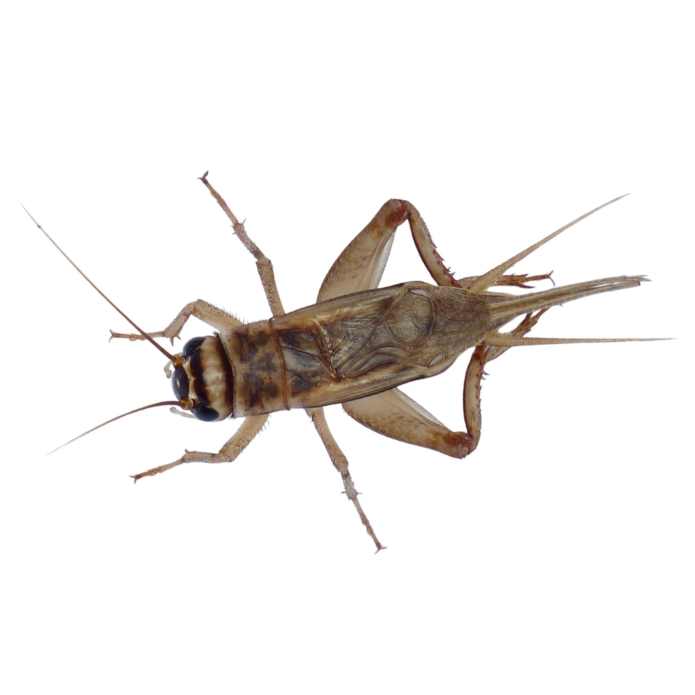 Crickets image