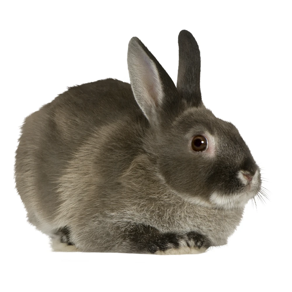Rabbits image