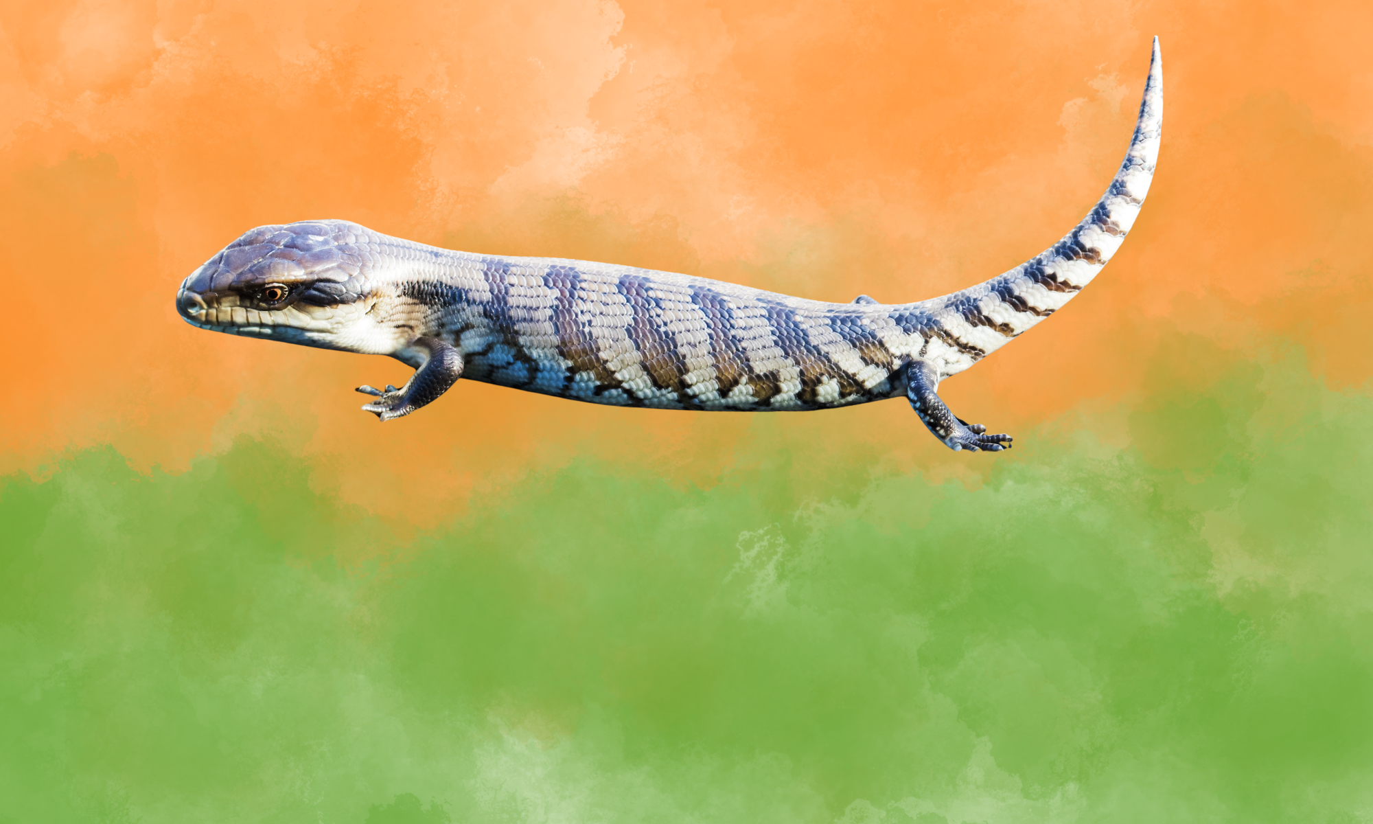 Reptile Supplies