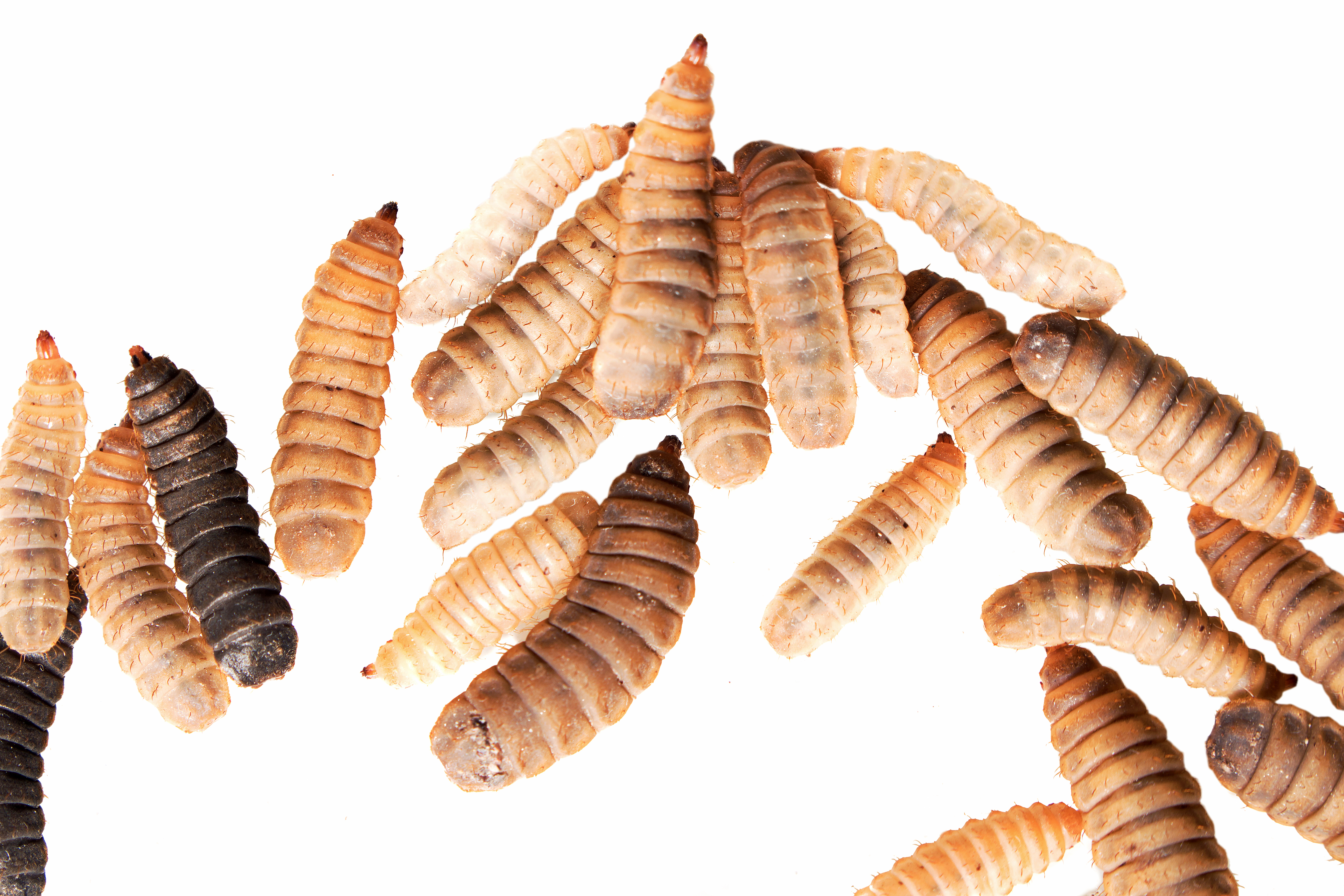 Black Soldier Fly Larvae image