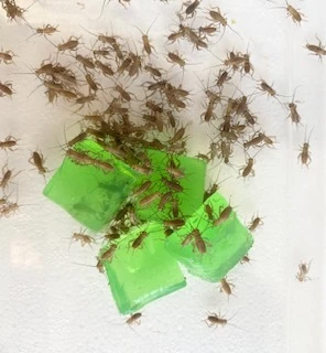 Crickets Weanie 0.3cm image