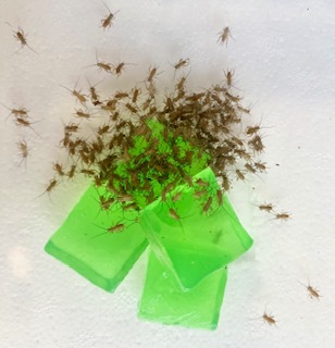 Crickets Pin 0.15cm image