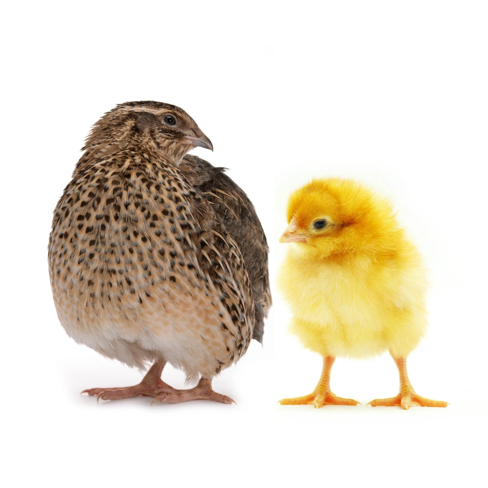 Poultry image