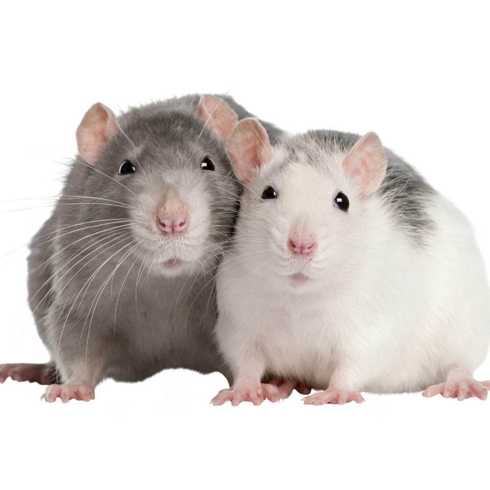 Rats image