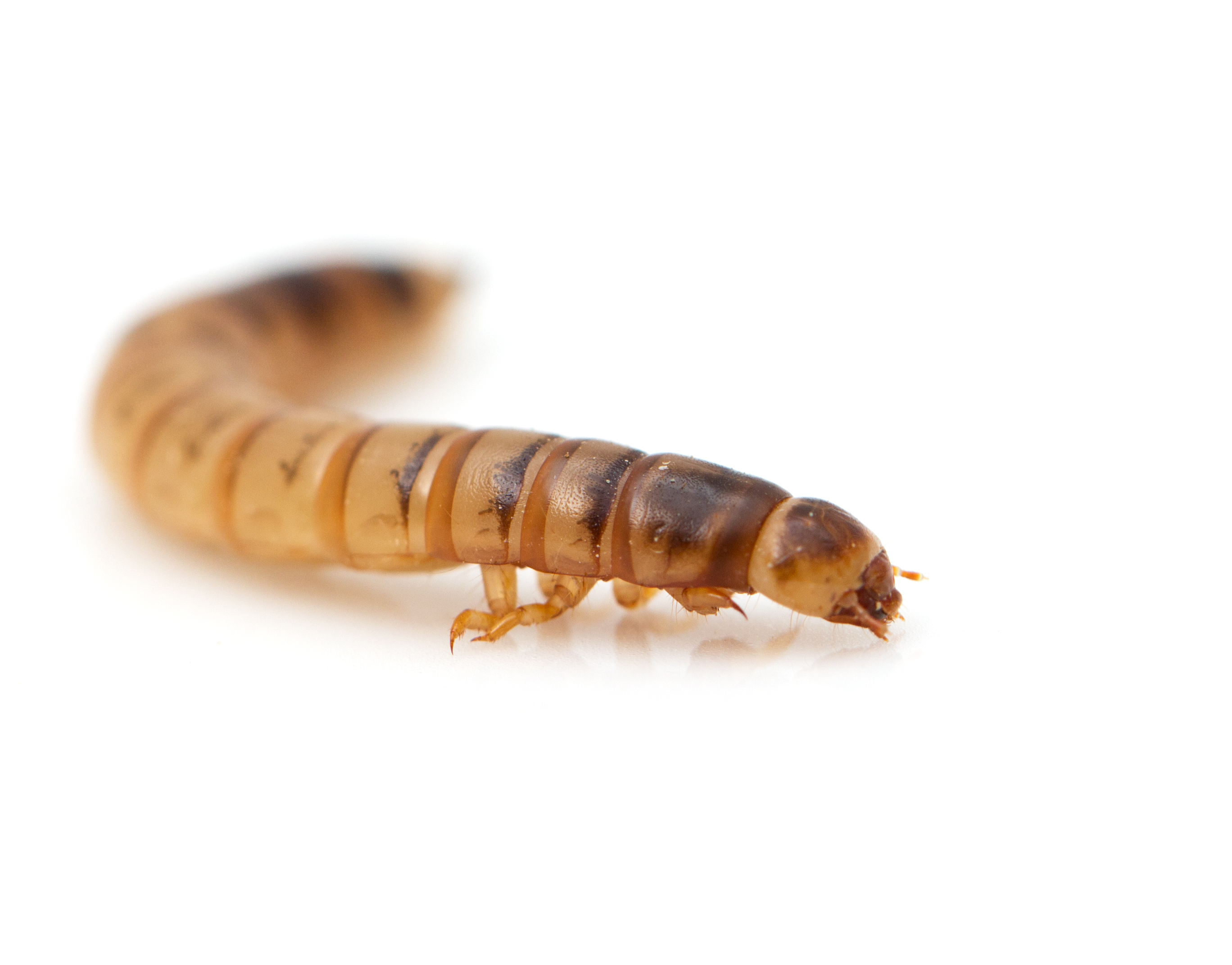 Mealworms image