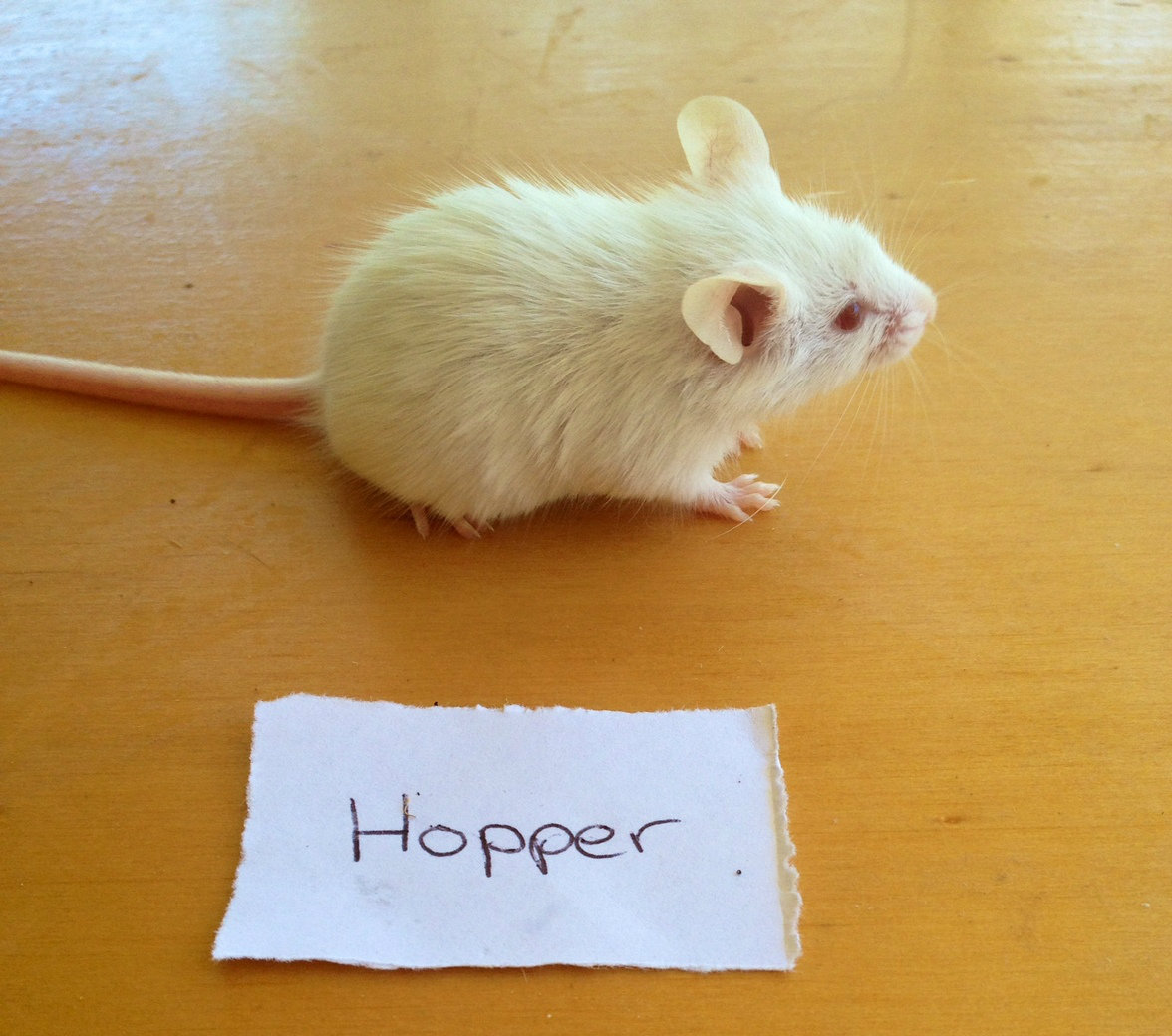 Frozen Mice Live Hopper Mice For Sale Near Me Pet Stores Near Me