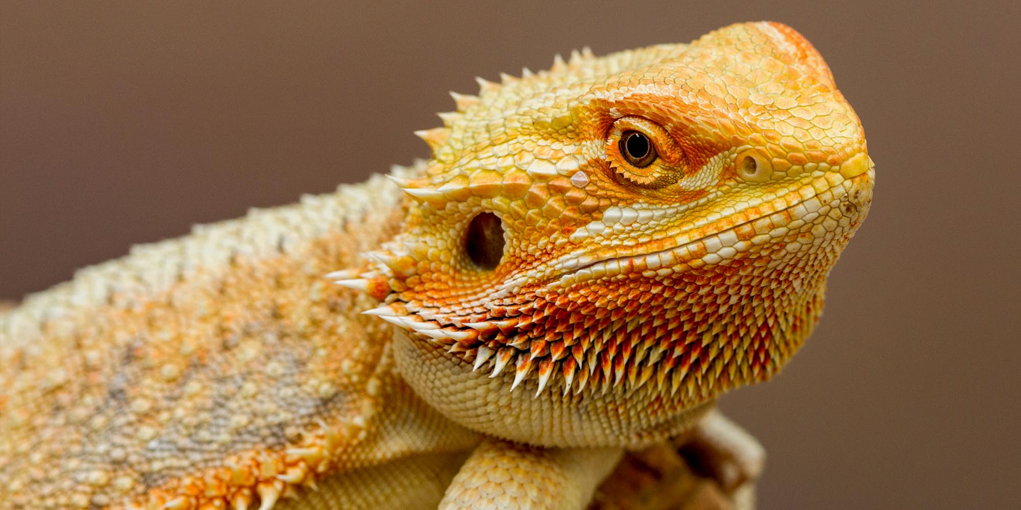 Bio Supplies Live Crickets Reptile Food Fast Delivery