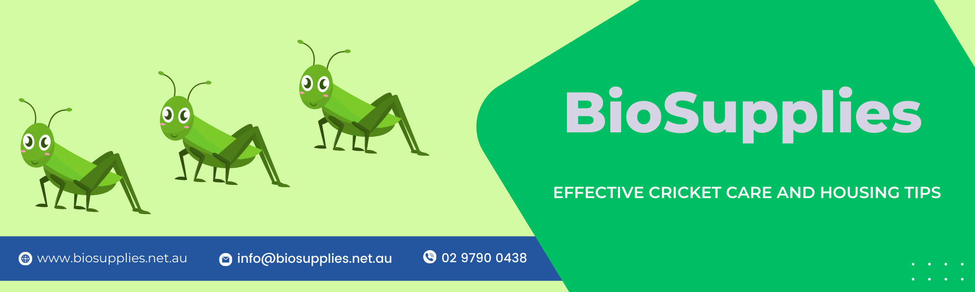 Image showcasing Effective Cricket Care and Housing Tips | BioSupplies - Bio Supplies